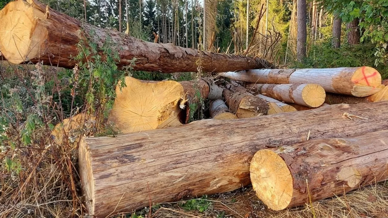 Лесорубочный и лесной билет в Казахстане теперь выдают по новым правилам 