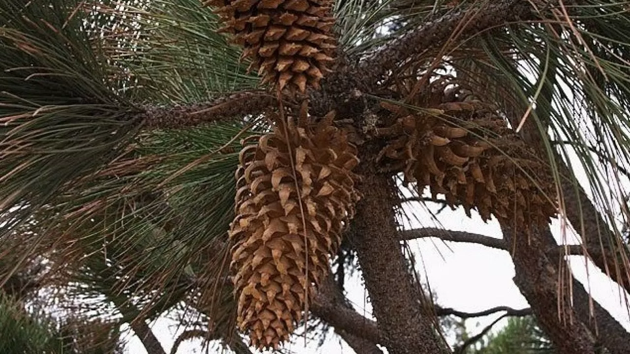 Чем опасны самые тяжелые шишки на планете 