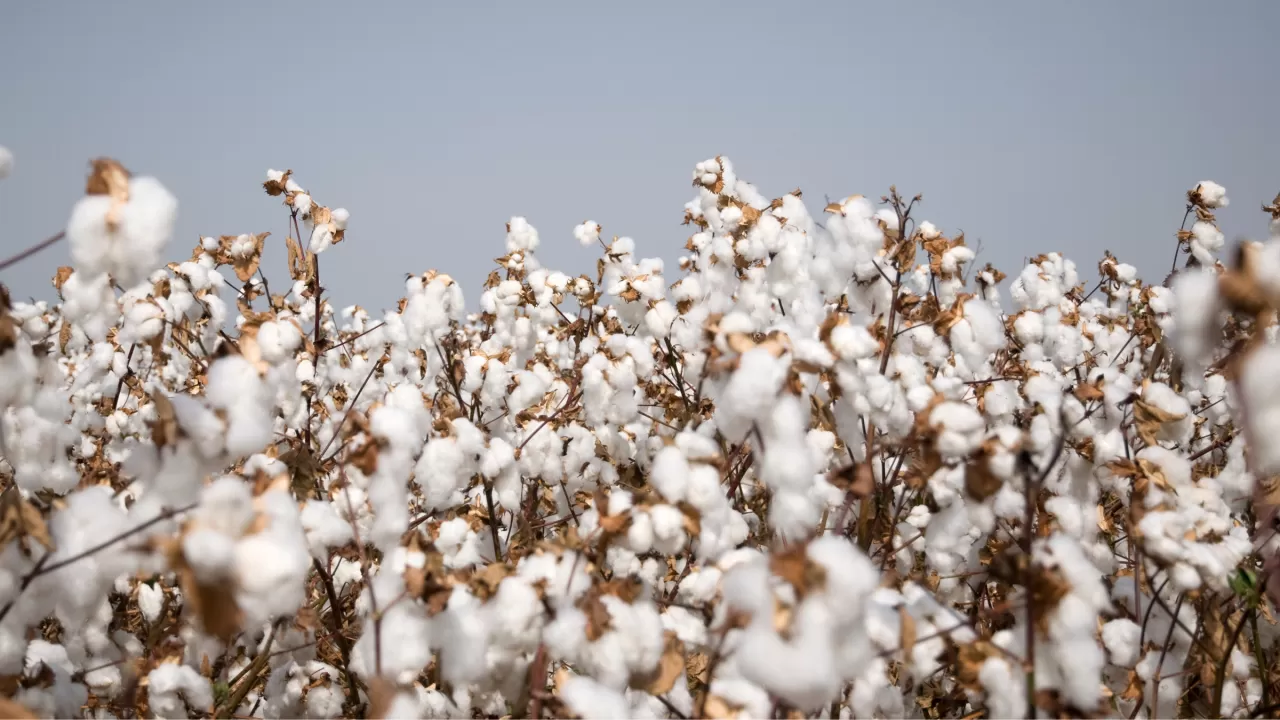 Мақта өндірісі 18 жылда алғаш рет 428 мың тоннаға жетті