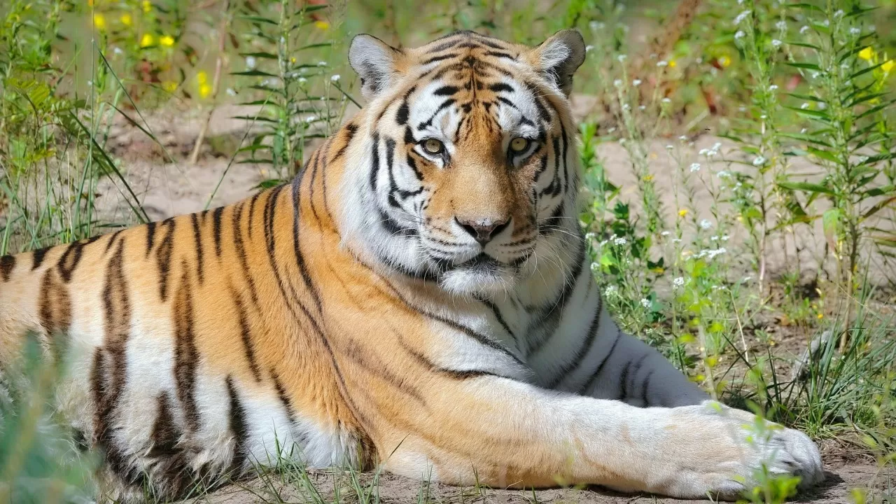 Тигры вернутся в Казахстан: программа возвращения и охрана населения  