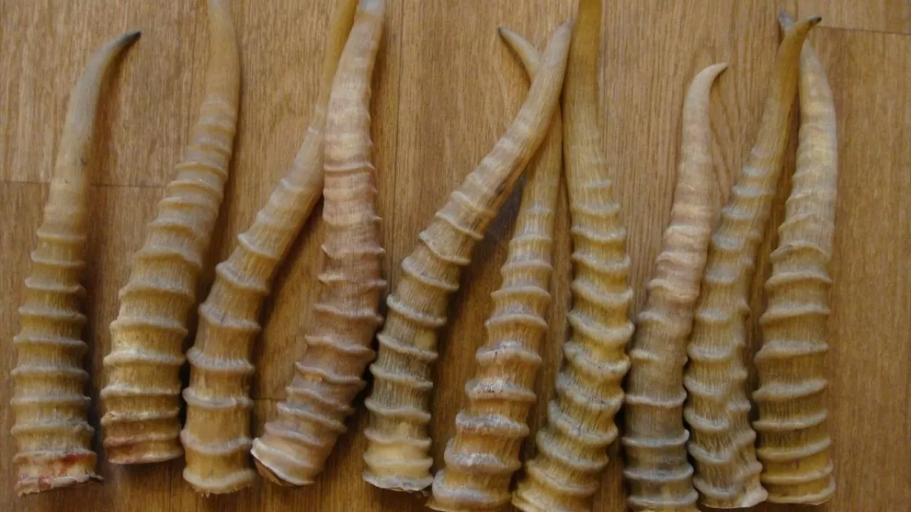 Казахстан разрешил ограниченный экспорт рогов сайгаков 