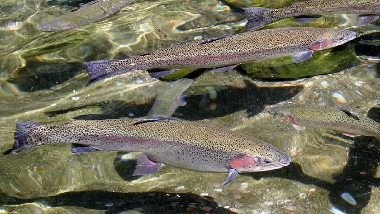 ШҚО-да ветеринарлық анықтама берілмегендіктен кәсіпорын жабылған