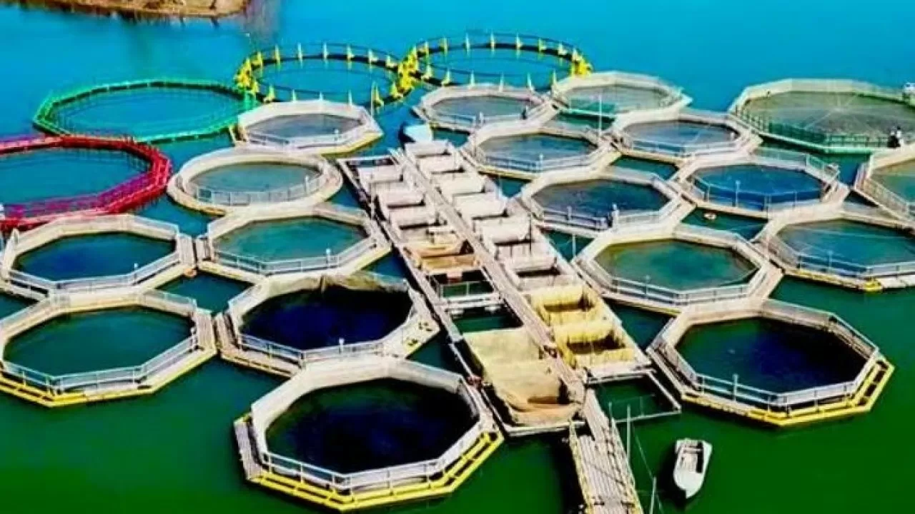 Рыбные хозяйства смогут получать водоемы без конкурса в РК 