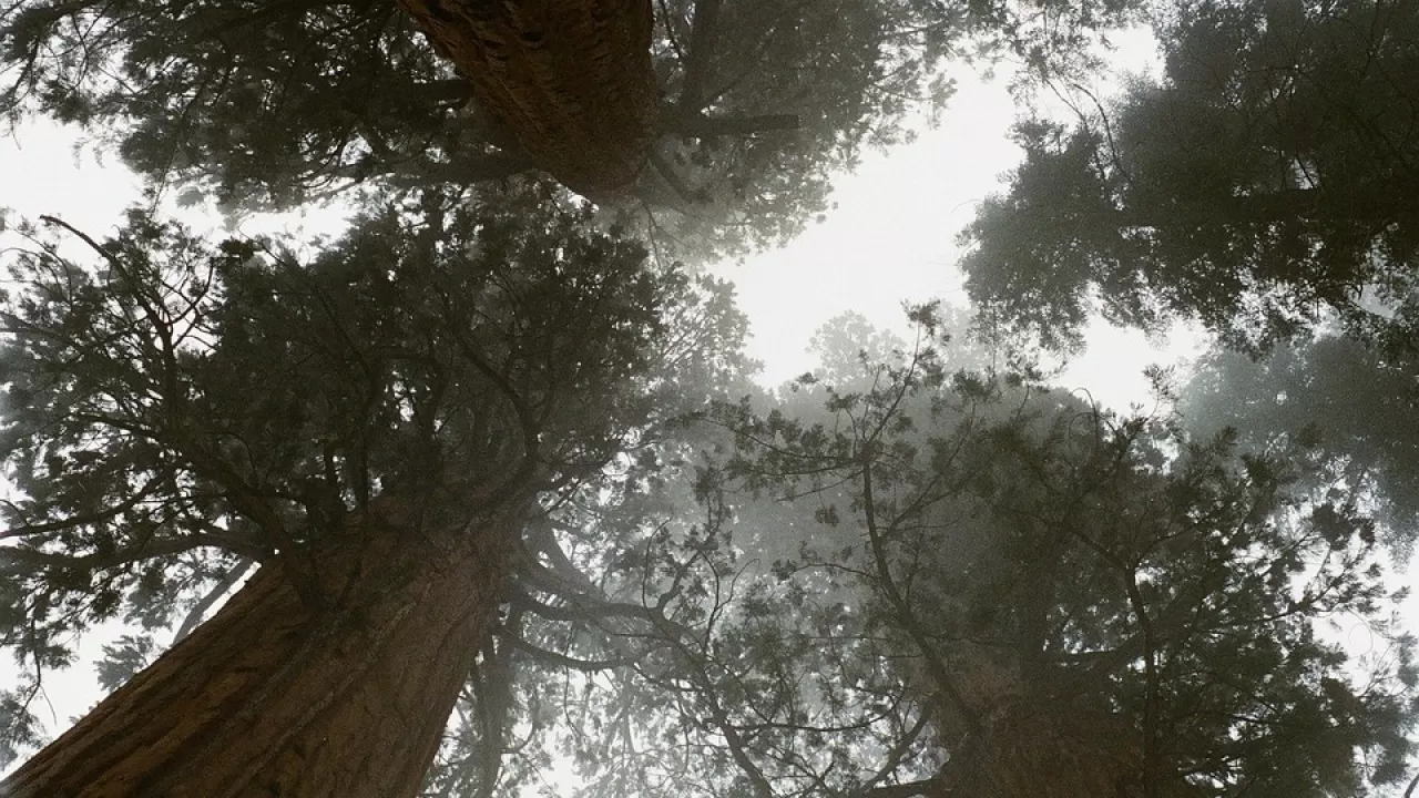 Леса Амазонии стремительно меняются: что происходит 