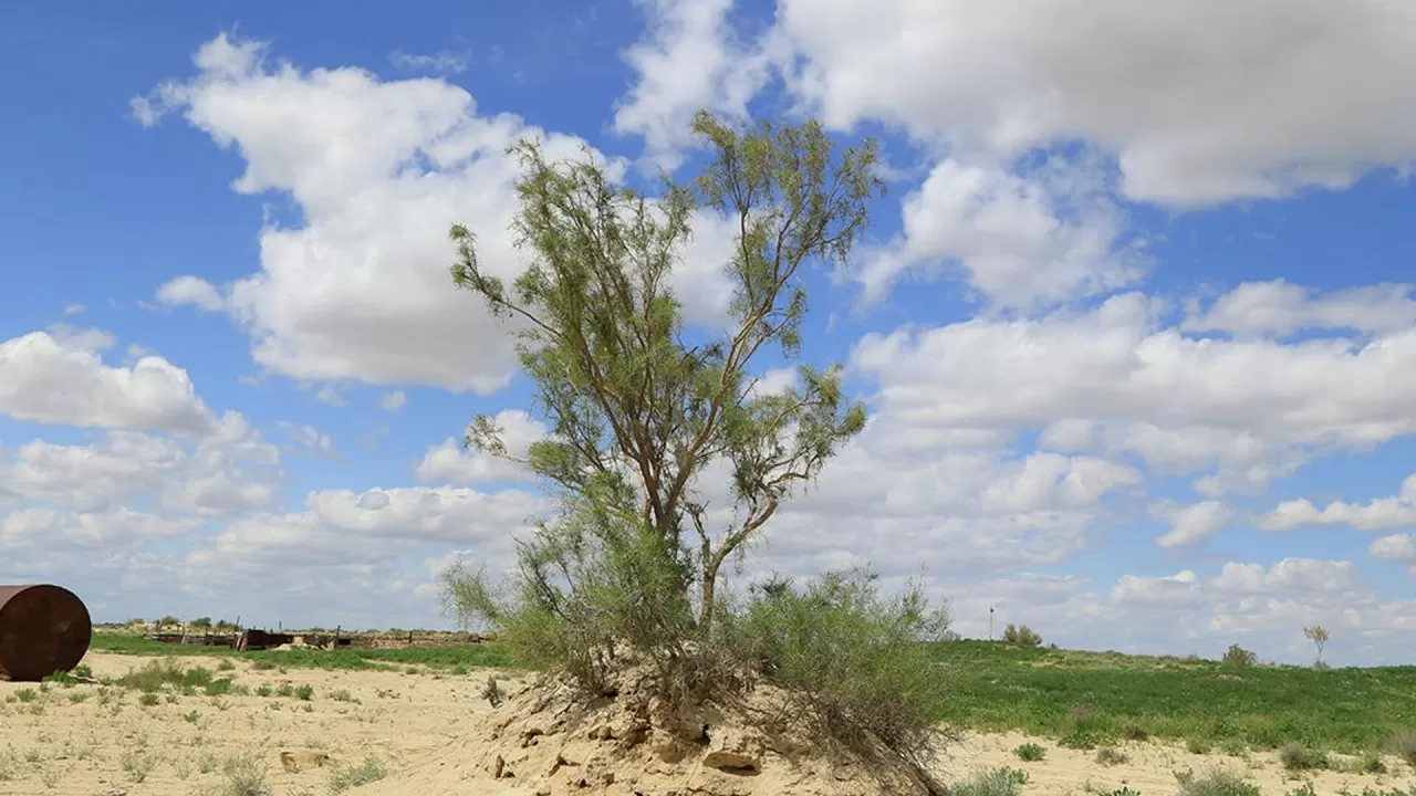 Арал теңізінің құрғаған табанына дронмен сексеуіл егу басталды