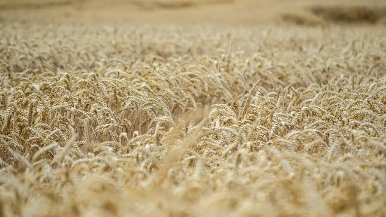 Рекордный урожай и рост инвестиций в агросекторе отмечают в 2025 году в РК 