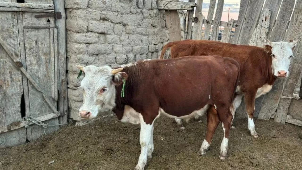 В ВКО по "горячим" следам раскрыли кражу скота 