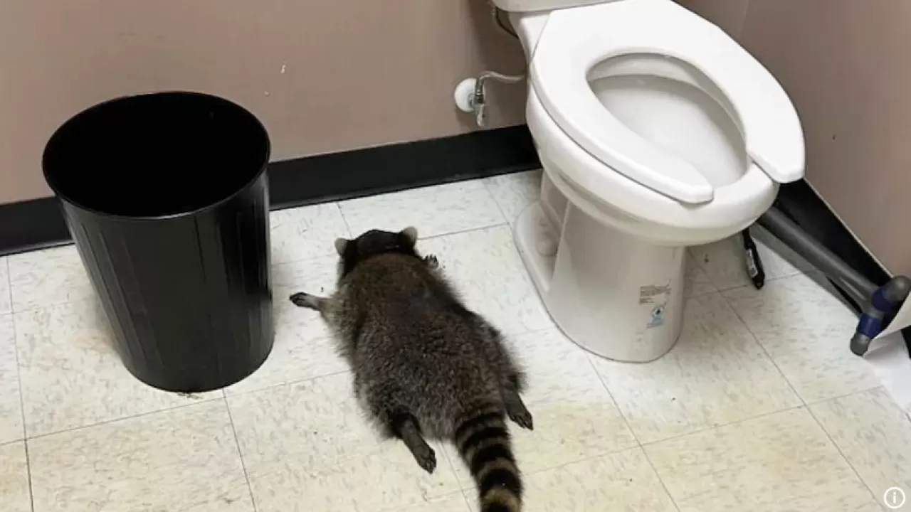 Пьяный в стельку енот устроил алкопогром в магазине США 