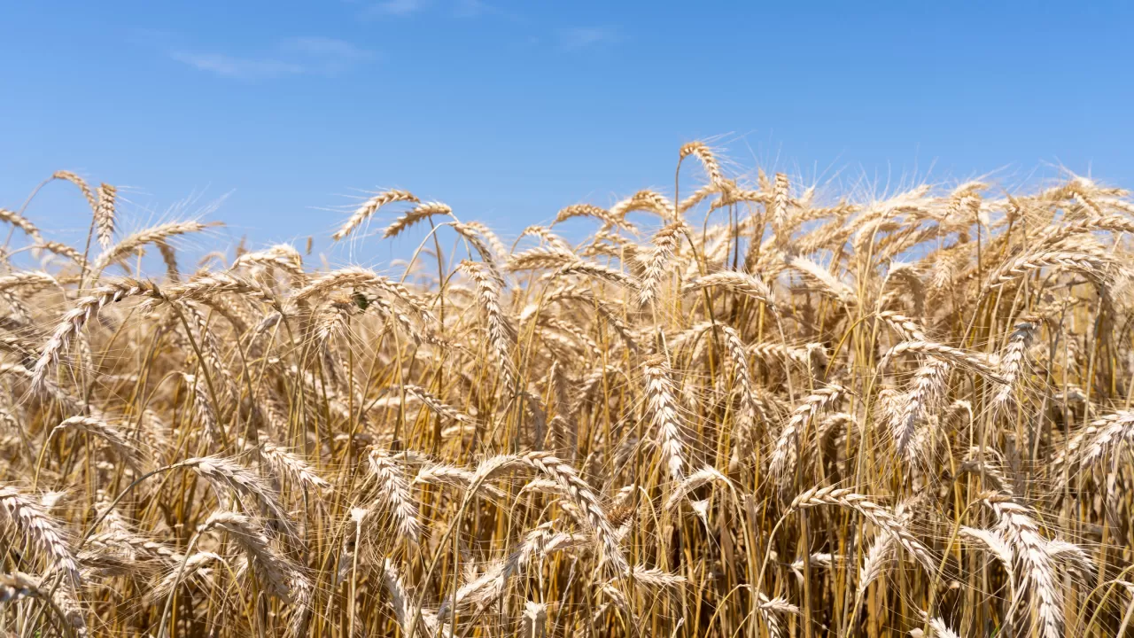 Елде фермерлерге арналған тікелей сатып алу бағдарламасы басталды