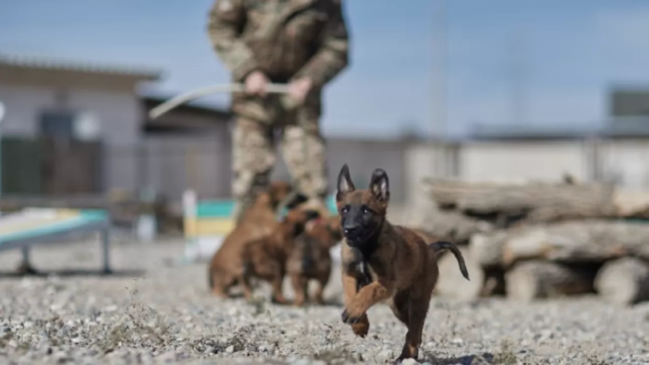 Ұлттық ұланда асыл тұқымды қызметтік иттер көбейіп келеді