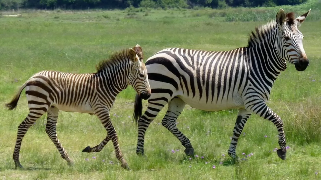 Почему человек так и не смог оседлать зебру 