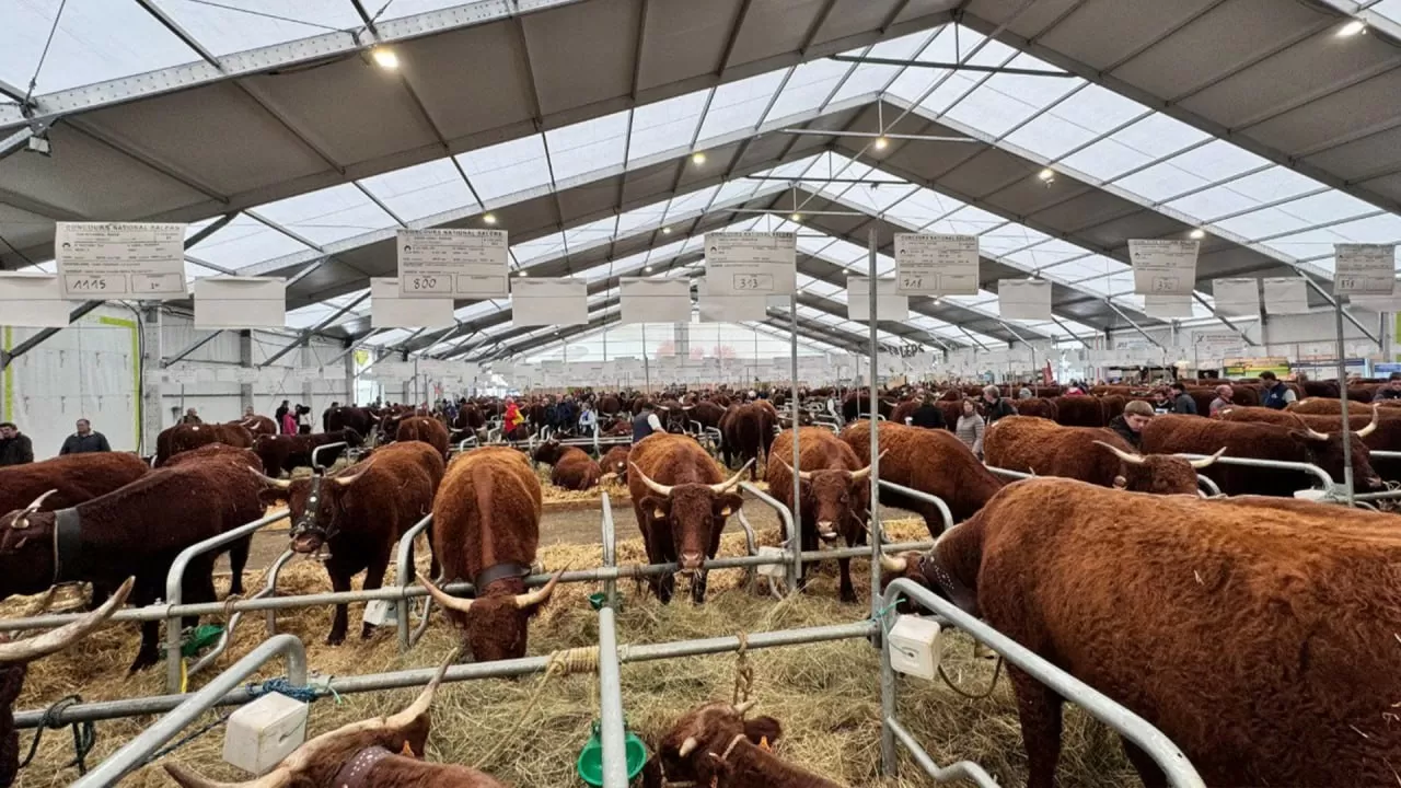 Елімізде сырт мемлекеттерге ірі қара мал етін экспорттауға рұқсат күшіне енді