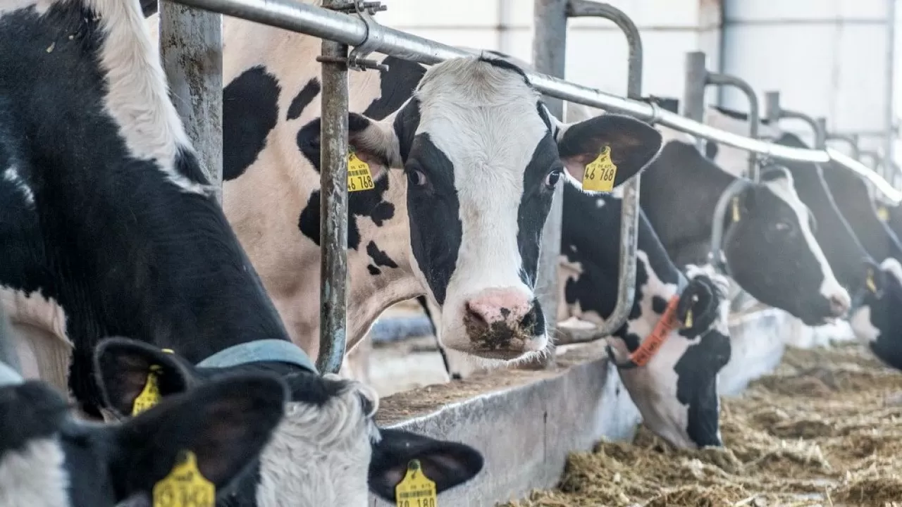 Елімізде ірі қара малдың асыл тұқымын эмбрион деңгейінде жетілдіретін зертхана ашу жоспарда бар