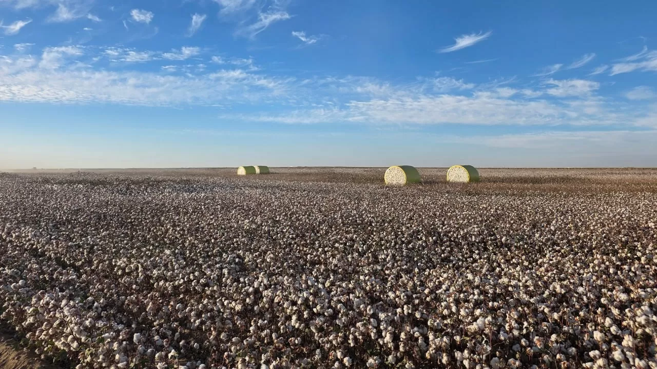 Хлопковый мегакластер создадут в Туркестанской области  