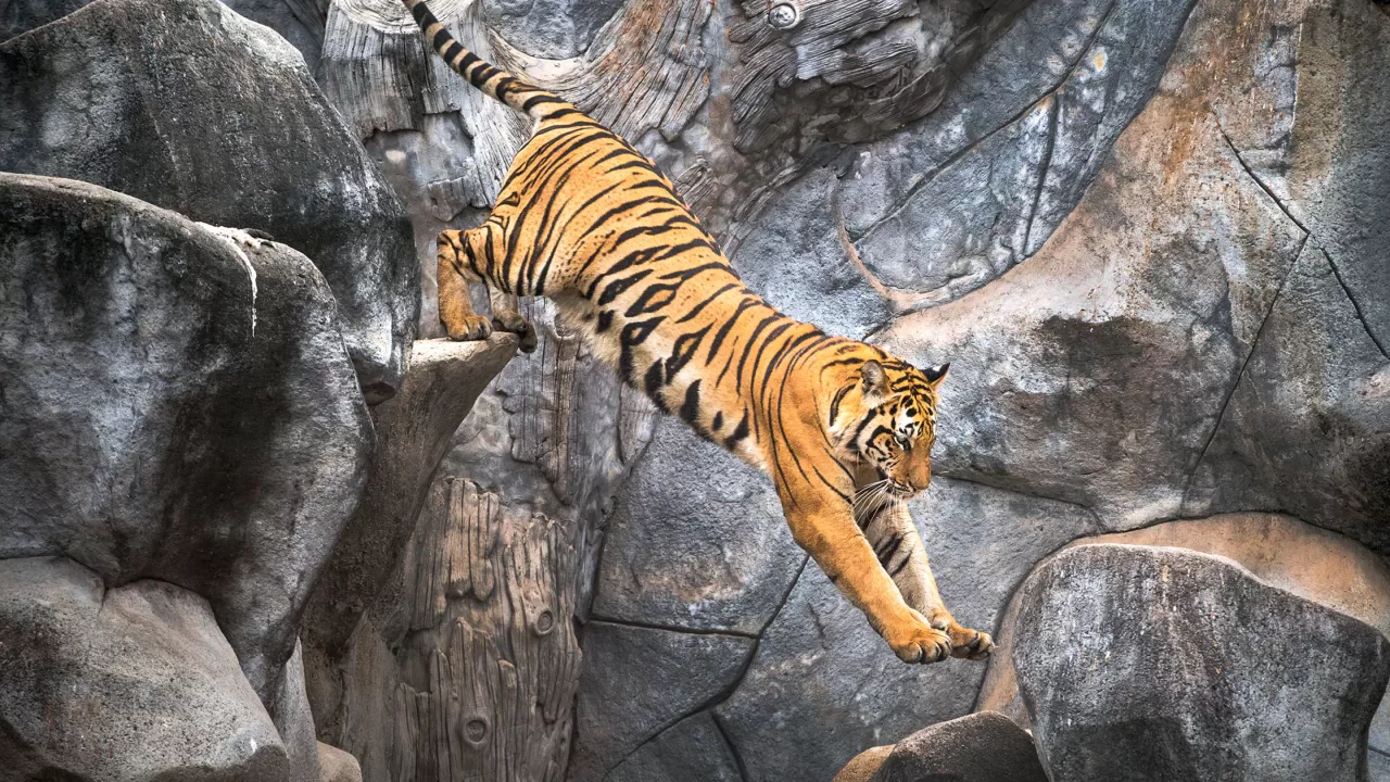 Келесі жылы елімізге бірнеше кертағы мен жолбарыс жеткізілмек