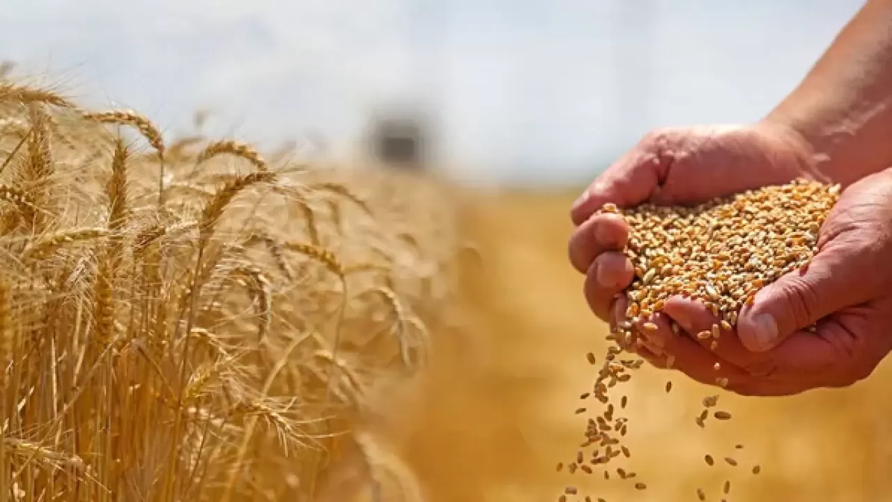 Продкорпорация запускает прямой закуп зерна и масличных