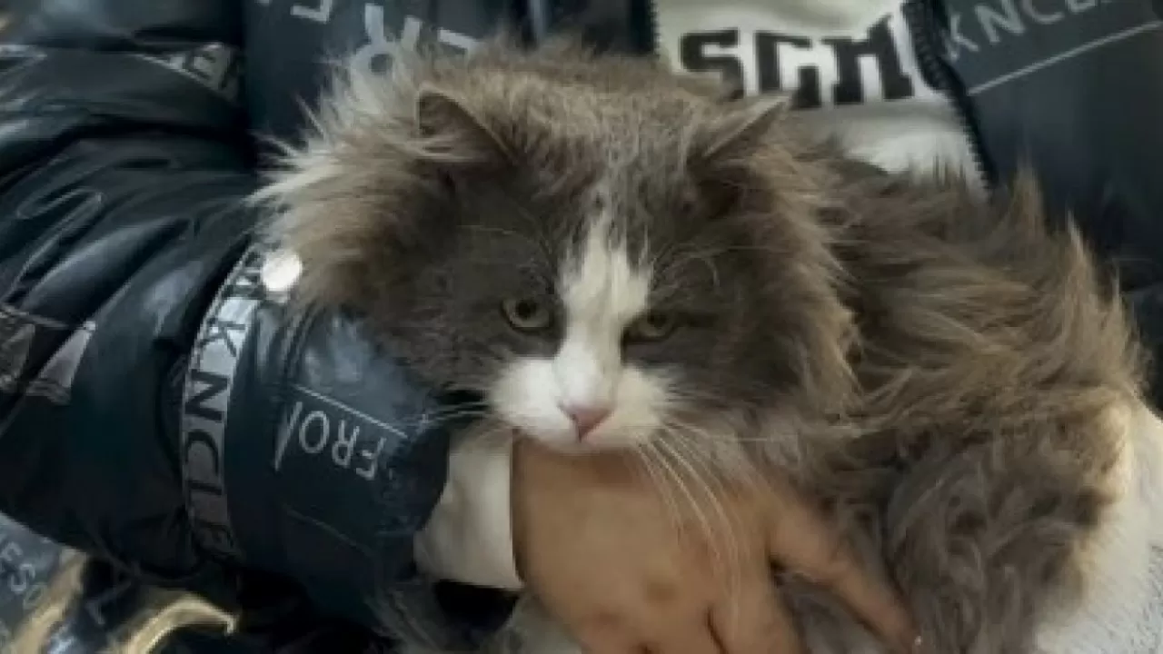 "Әзіл" ретінде жасаған": Жетісу облысының тұрғыны мысығын кір жуғыш машинада жуған