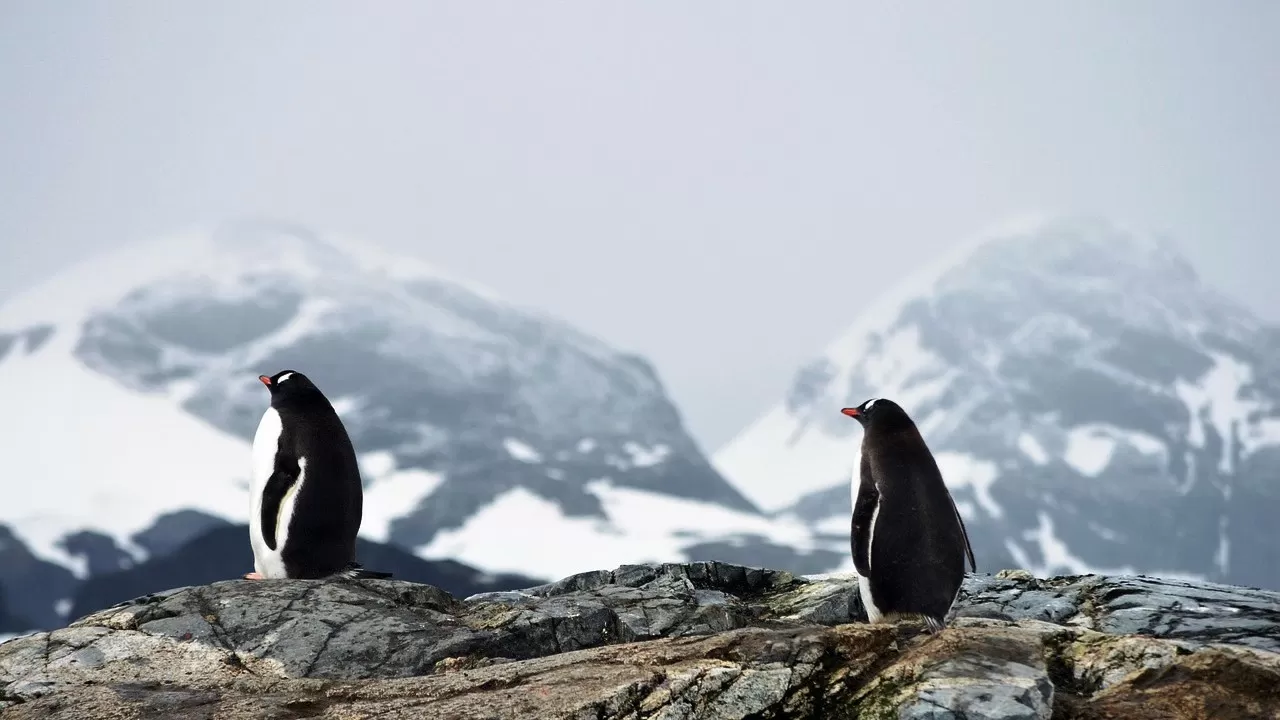 Африканские пингвины стремительно исчезают 