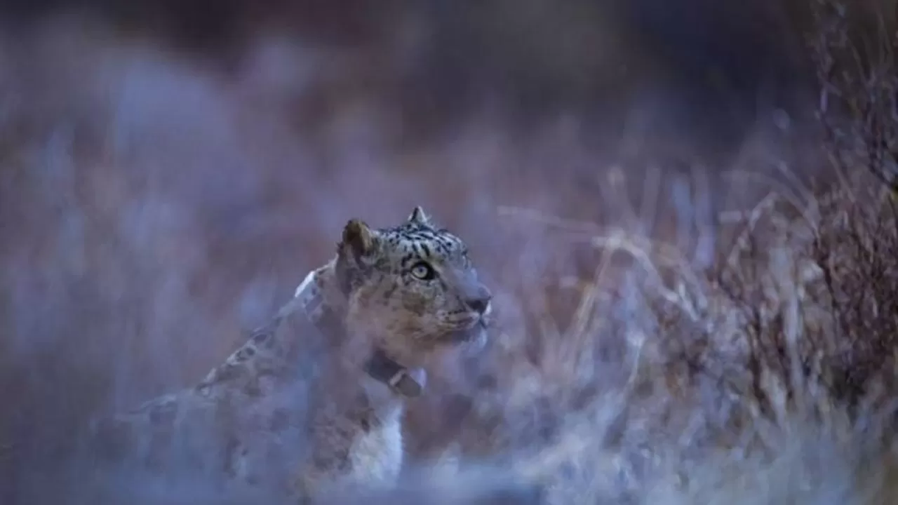 Самого крупного снежного барса взяли под контроль в Казахстане 