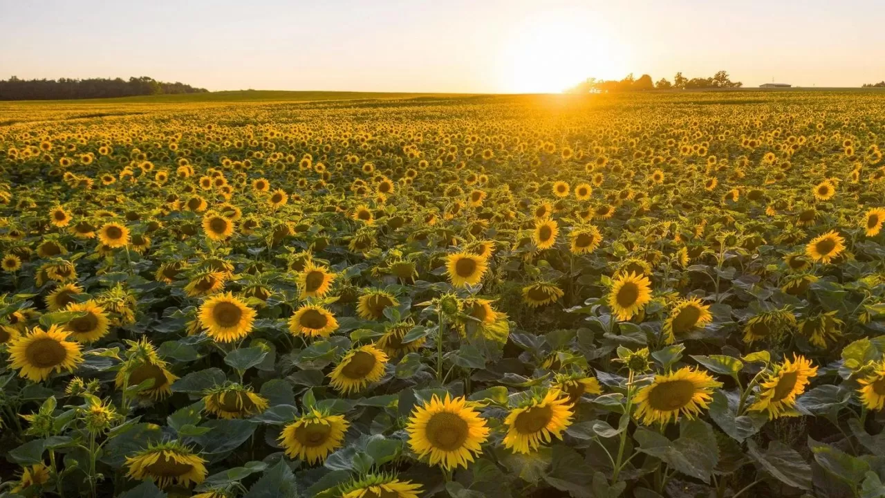 Қазақстан биыл майлы дақылдар жинаудан рекордтық көрсеткіш көрсетті