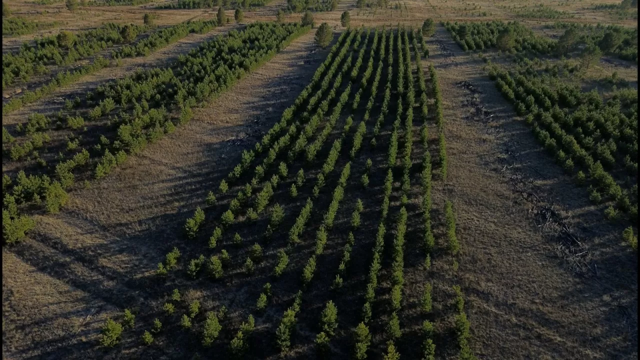 "Halyk Орманы" признан крупнейшим экологическим проектом 2025 года