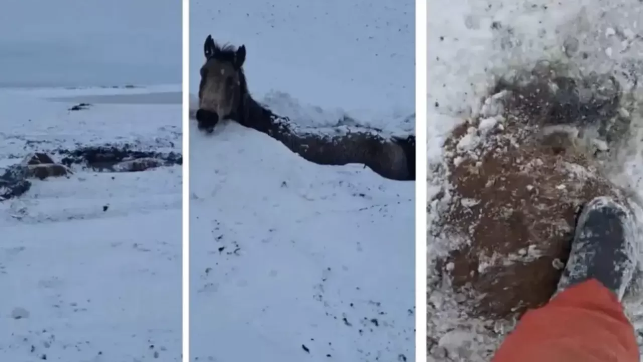 БҚО-да бір үйір жылқы су астында мұз болып қатып қалды