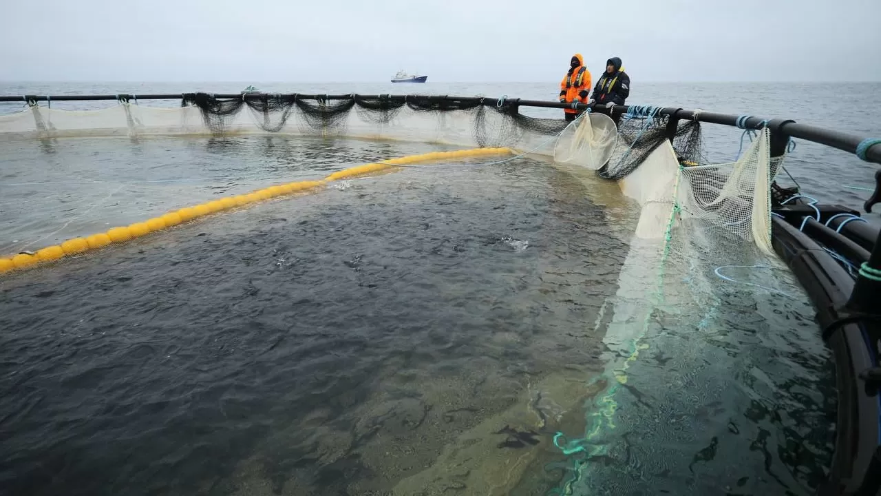Маңғыстауда Орталық Азиядағы алғашқы теңіз аквашаруашылық жобасы іске асуда  