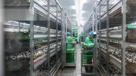 Солтүстік Қазақстанда ең ірі саңырауқұлақ фермасы ашылады