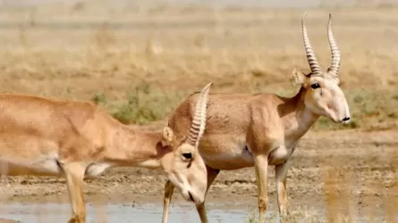 После отстрелов казахстанские сайгаки ушли в Россию