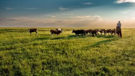 Нарушение целевого назначения земли влетело в копеечку компании в Жамбылской области 