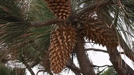 Чем опасны самые тяжелые шишки на планете 