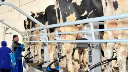 Как программа СКО меняет агропром Казахстана 