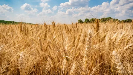Қазақстан астығы Өзбекстан мен Ауғанстанға үздіксіз жеткізілетін болды