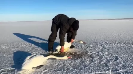 Не улетел один &mdash; не бросил другой: лебединую пару спасли в Павлодарской области  