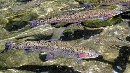 ШҚО-да ветеринарлық анықтама берілмегендіктен кәсіпорын жабылған