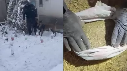 Алматыда есірткі сатумен айналысқан топ қамауға алынды