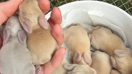 Самый миниатюрный кролик покоряет мир 