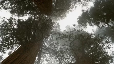 Леса Амазонии стремительно меняются: что происходит 