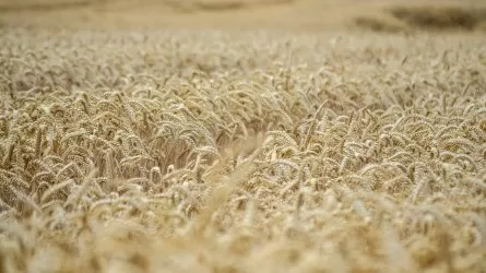 Рекордный урожай и рост инвестиций в агросекторе отмечают в 2025 году в РК 