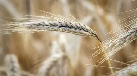 Зерновой прорыв: экспорт зерна вырос в четыре раза в Казахстане 