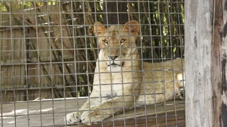 Бразилиядағы зообақта арыстан 19 жастағы жігітті талап өлтірді 