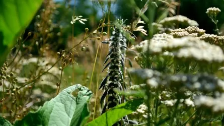 Как всего шесть видов трав повышают урожайность пастбищ 