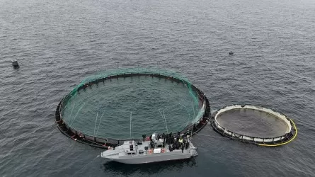 Через год казахстанцев ждут 300 тонн форели 