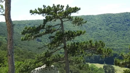 Туристический кластер получит земли в лесах Акмолинской области 