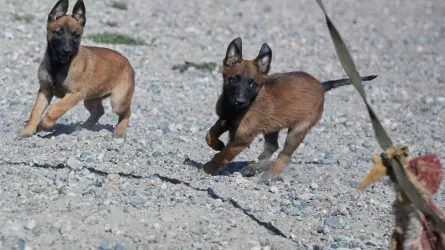 Щенки готовы служить: Нацгвардия РК увеличивает стаю служебных собак 