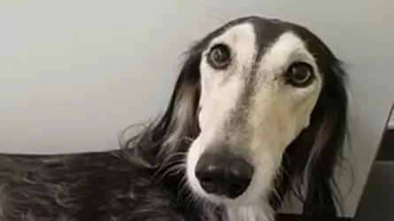 Собака пробежала 12 километров от испуга взрыва петарды в Австрии 