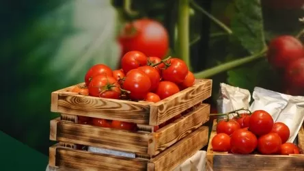 Шымкентте жылына 36 мың тонна көкөніс өндіретін жылыжай кешені салынады