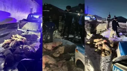 Маңғыстау облысында заңсыз киік тасымалдаған күдікті ұсталды