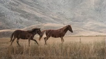 Похитителя лошадей задержали в области Абай  