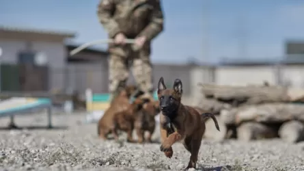 Ұлттық ұланда асыл тұқымды қызметтік иттер көбейіп келеді